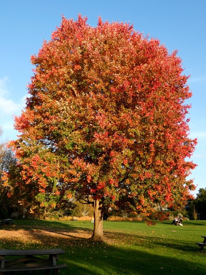 Canadian Maple Tree by fishers