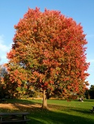 24th Nov 2022 - Canadian Maple Tree