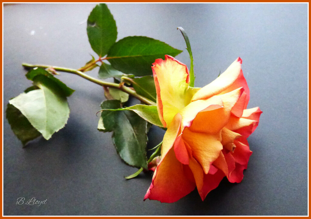 One single rose. by beryl