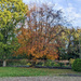 Late Autumn Garden by ellida