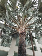 23rd Nov 2022 - There's just something about a palm tree. 