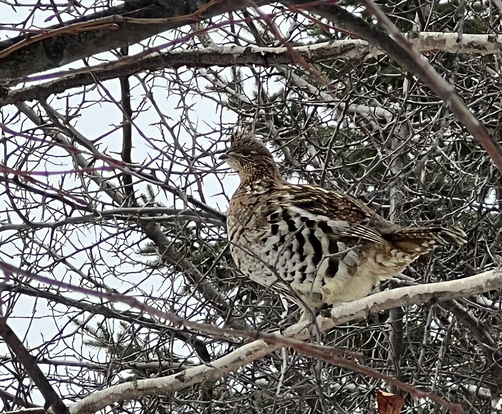Ruffed Grouse in a Pear Tree by radiogirl