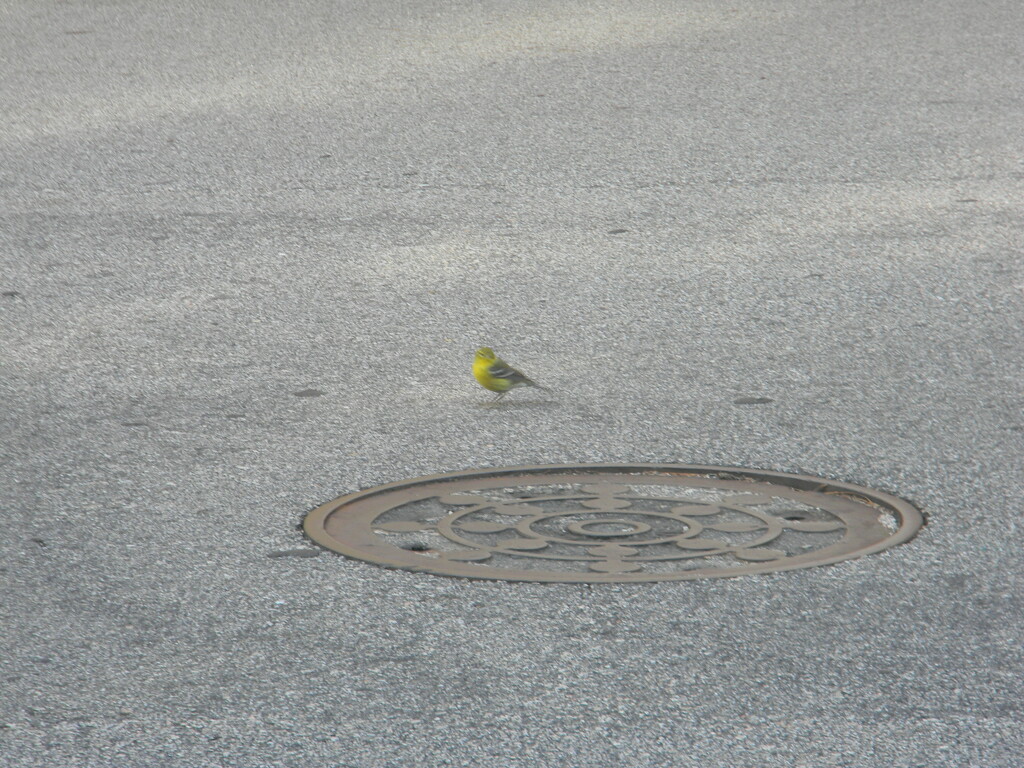 Yellow Bird in Neighborhood by sfeldphotos