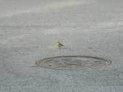 25th Nov 2022 - Yellow Bird in Neighborhood