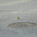 Yellow Bird in Neighborhood