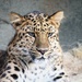 Leopard Up Close  by randy23