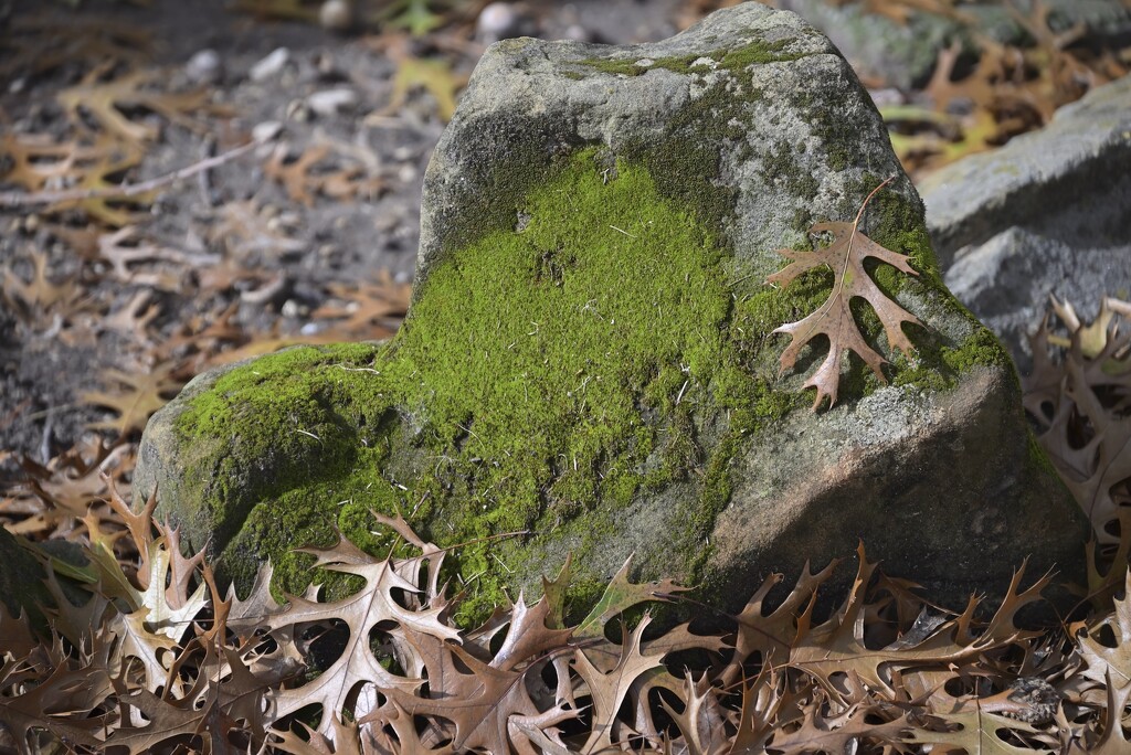 Moss on a Rock by metzpah