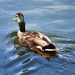 Ducking away by suez1e