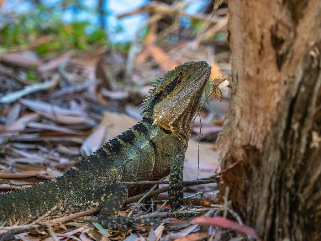 Australian Water Dragon by gosia