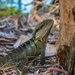 Australian Water Dragon by gosia