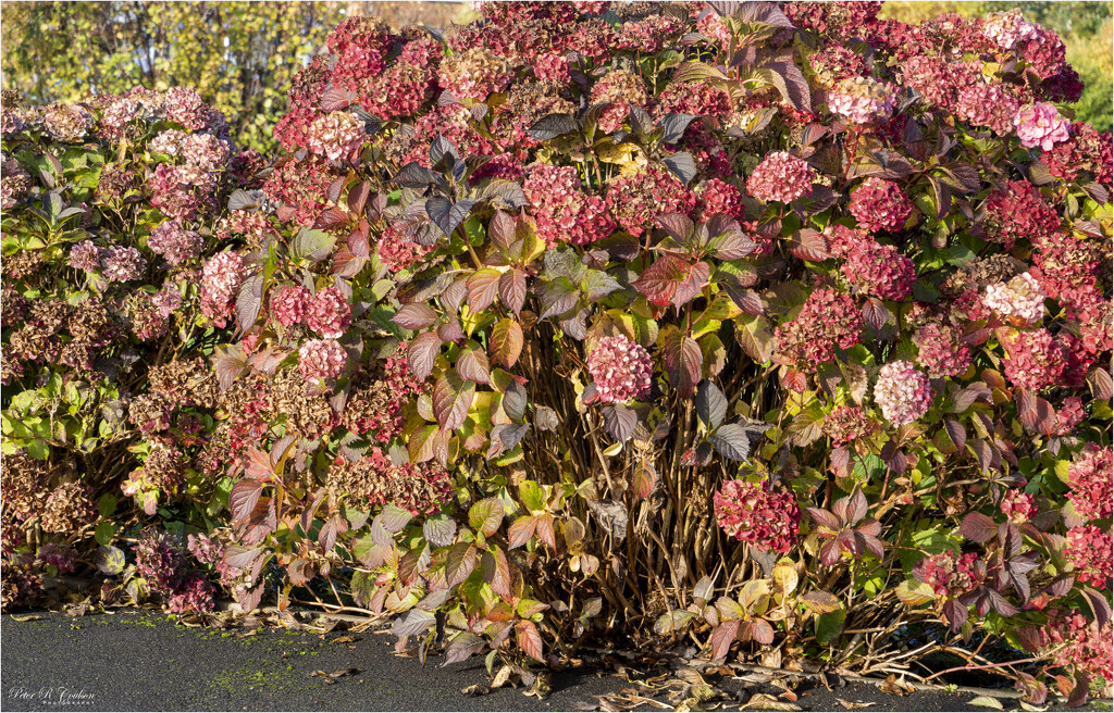 Hydrangea Bush by pcoulson