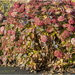 Hydrangea Bush by pcoulson