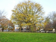 20th Nov 2022 - Trees St. Mary's Rest Gardens
