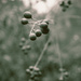Berries Composition by juliedduncan