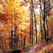 In October We Walked the Wooded Path by juliedduncan