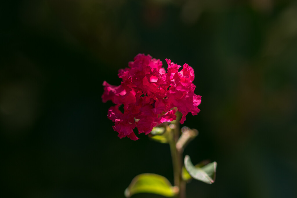 Crepe Myrtle by swchappell