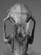 23rd Nov 2022 - Skull