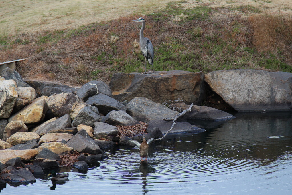 Nov 24 Blue Heron on Rock  IMG_8450A by georgegailmcdowellcom