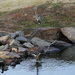 Nov 24 Blue Heron on Rock  IMG_8450A by georgegailmcdowellcom