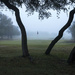 Golf Course in Fog by dkellogg
