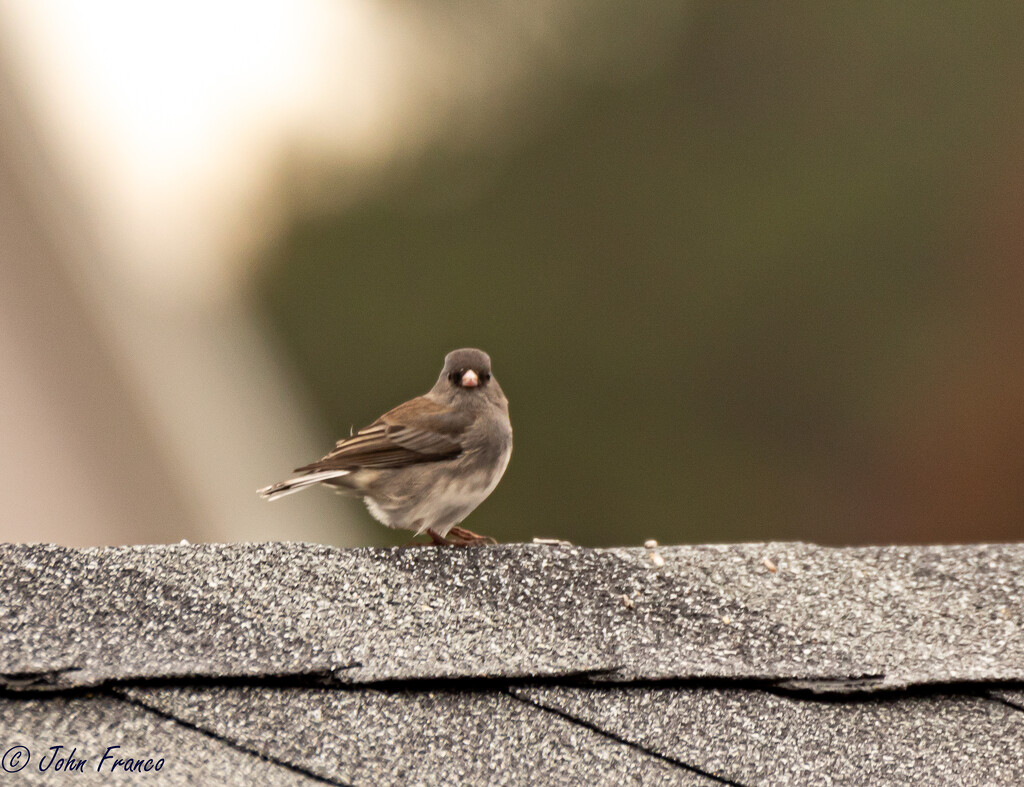 Bird on a Roof by happman