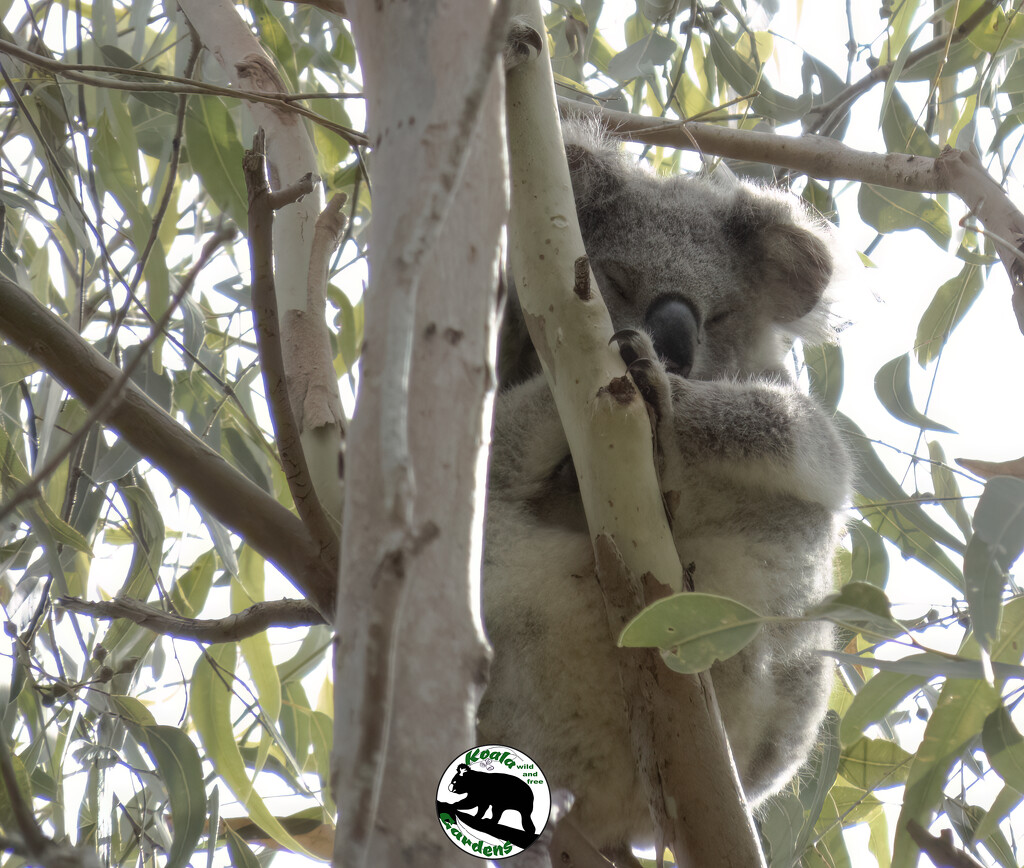 little Grace by koalagardens