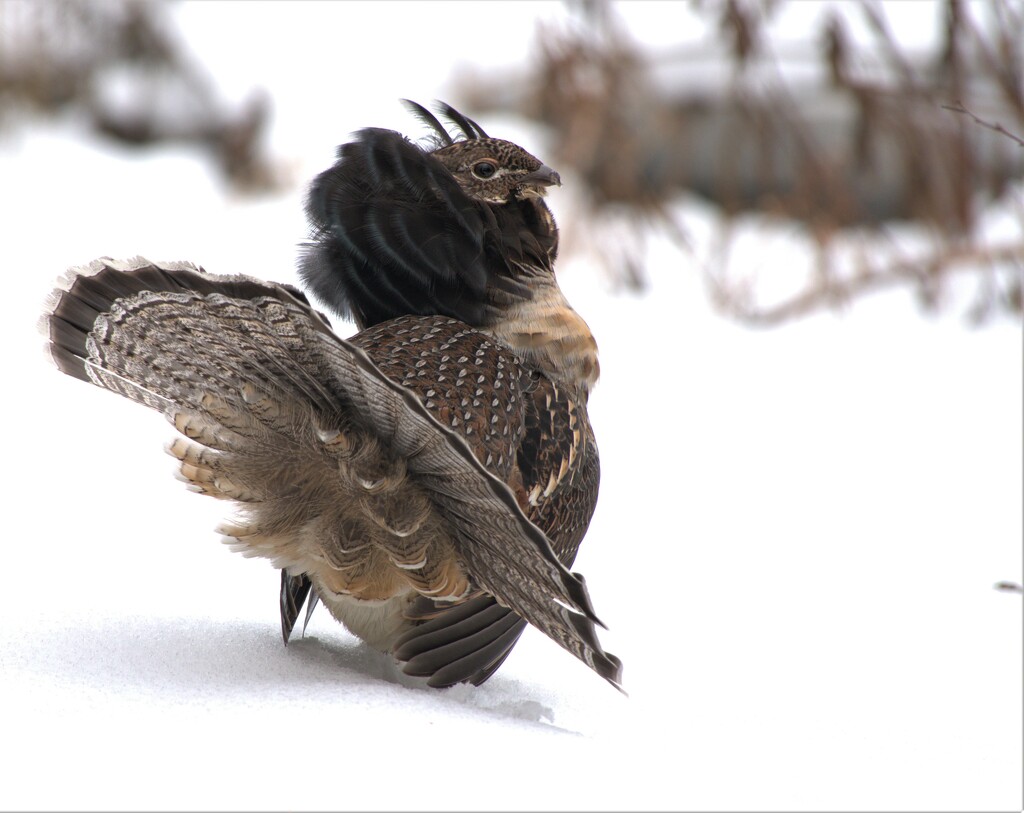Male Ruffed Grouse by radiogirl