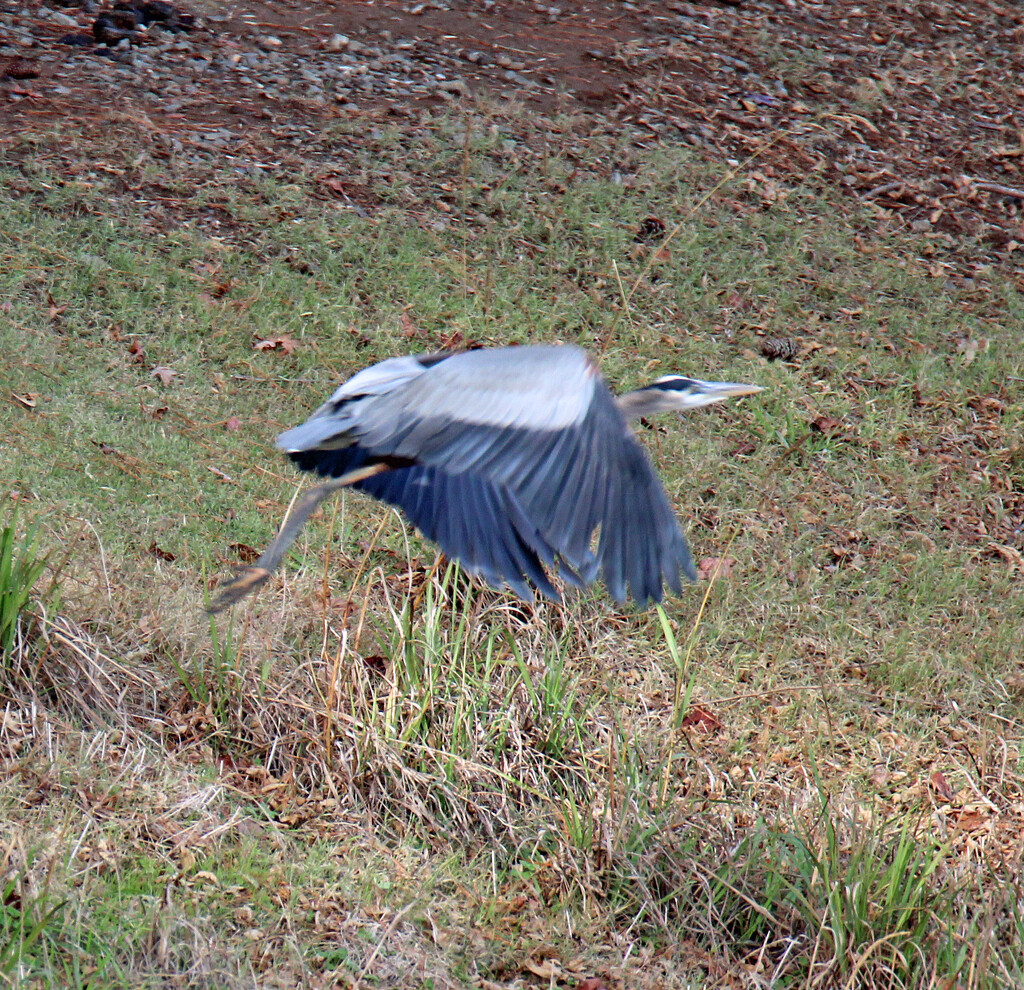 Nov 25 Blue Heron Taking Flight IMG_8496AA by georgegailmcdowellcom