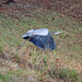 Nov 25 Blue Heron Taking Flight IMG_8496AA by georgegailmcdowellcom