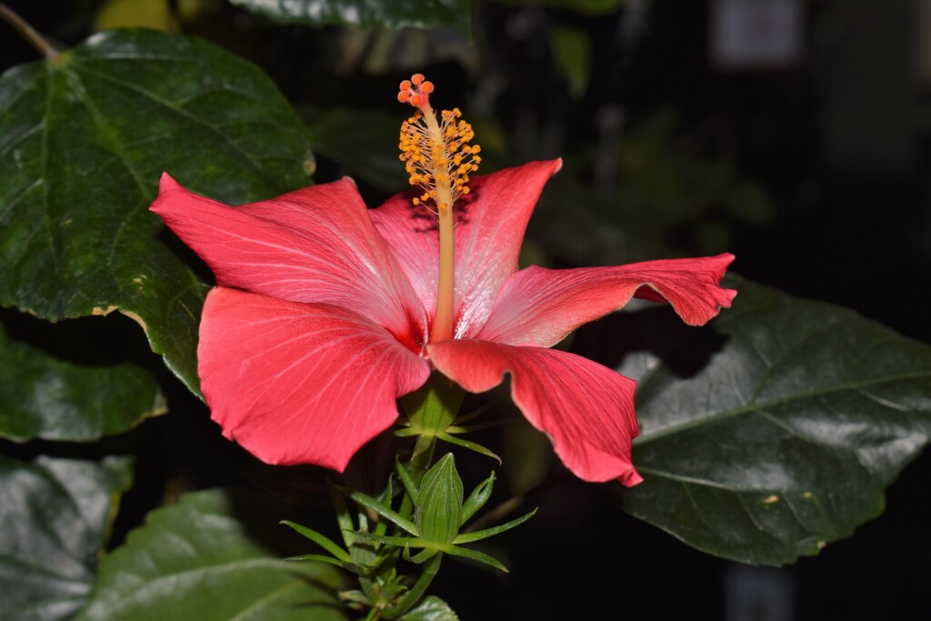 Hibiscus @ the Grocery Store by sandlily