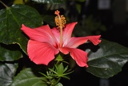 25th Nov 2022 - Hibiscus @ the Grocery Store