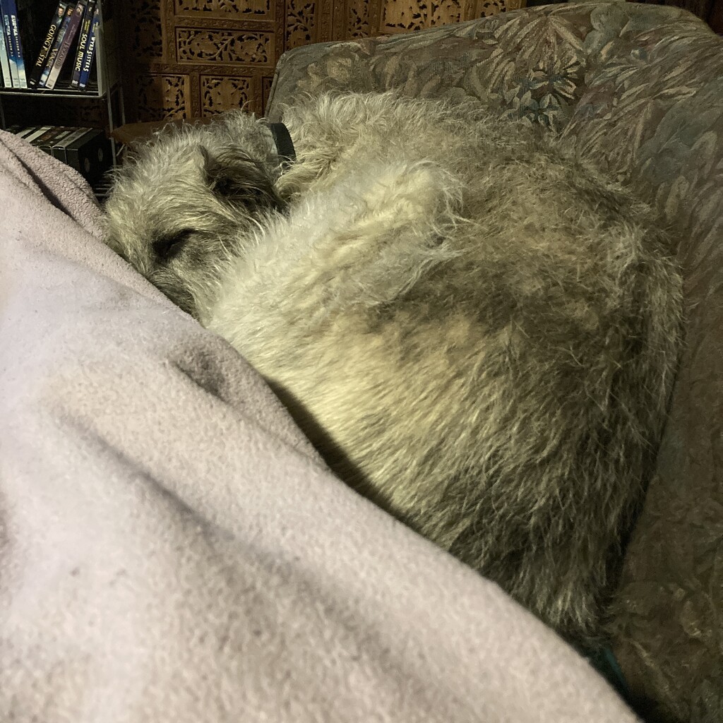 Cuddly wolfhound by svarri