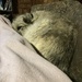 Cuddly wolfhound