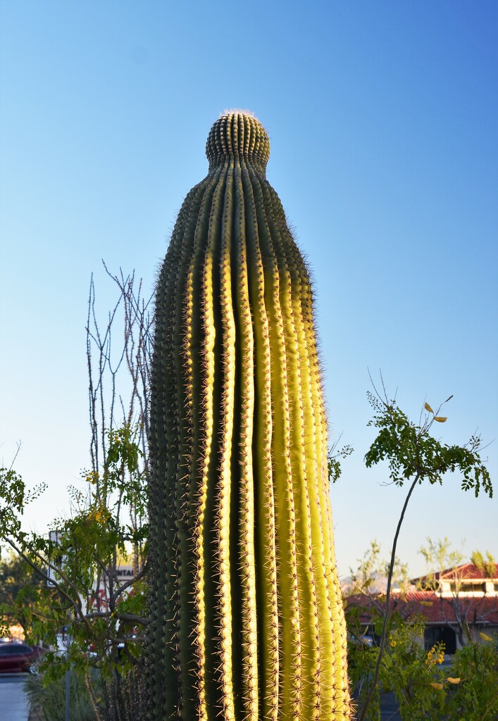 A real Saguaro today, no arms though. by sandlily