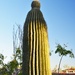 A real Saguaro today, no arms though.