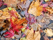 25th Nov 2022 - Puddle of leaves