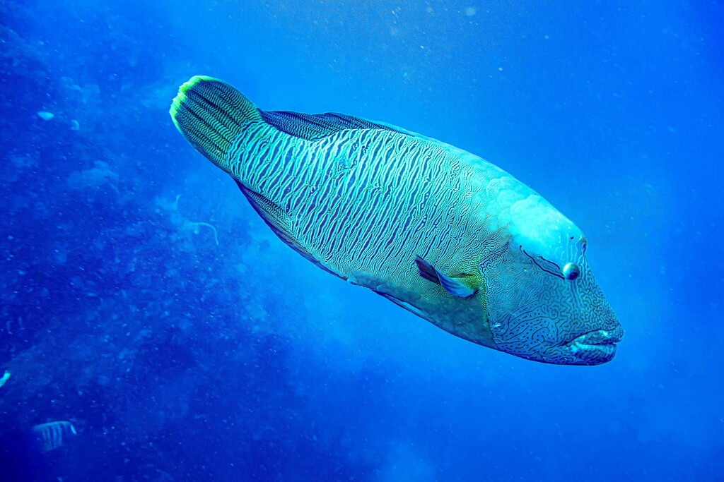 Maori wrasse by pusspup