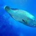 Maori wrasse by pusspup