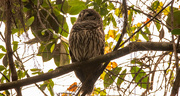 25th Nov 2022 - Sleepy Barred Owl!