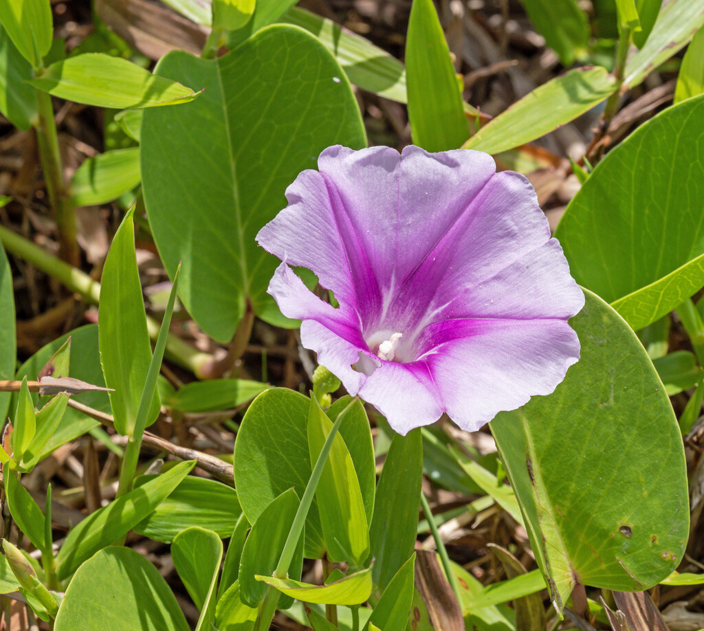 Purple vine flower  by ianjb21
