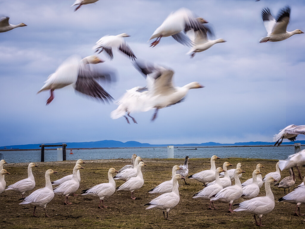 Snow Geese by cdcook48