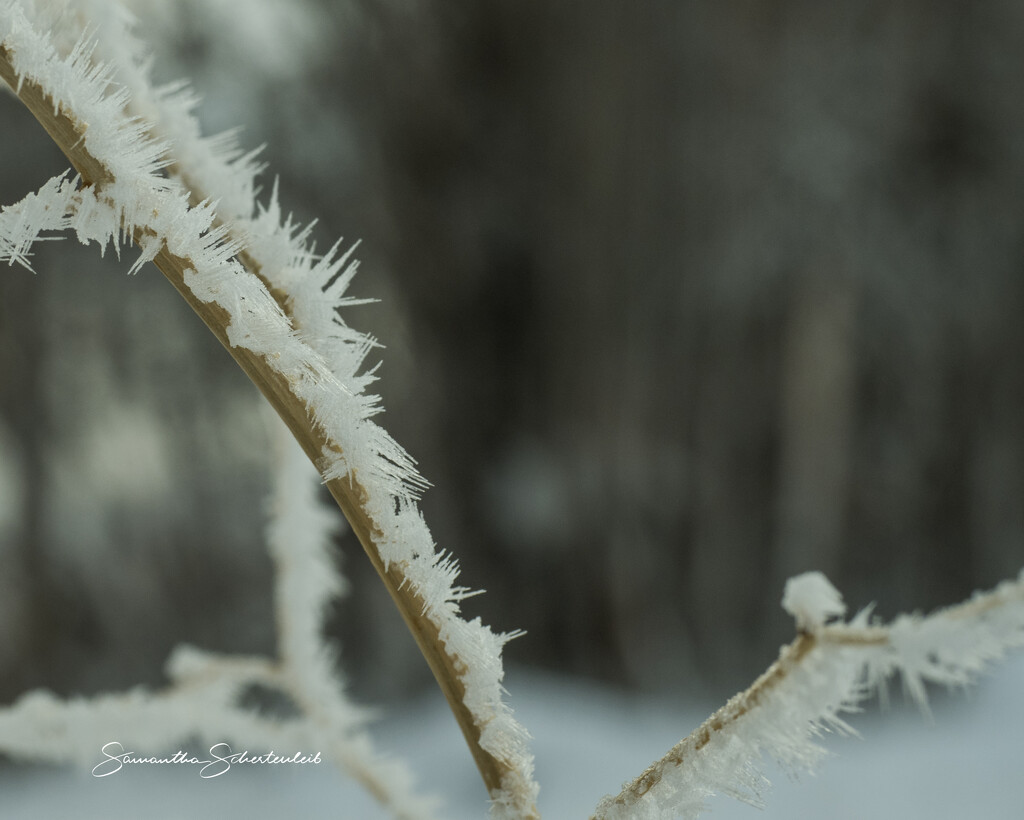 Winter's frost  by sschertenleib