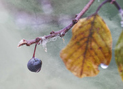 26th Nov 2022 - A Berry and a Leaf