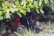 25th Nov 2022 - Rocky the Rooster and his Hens