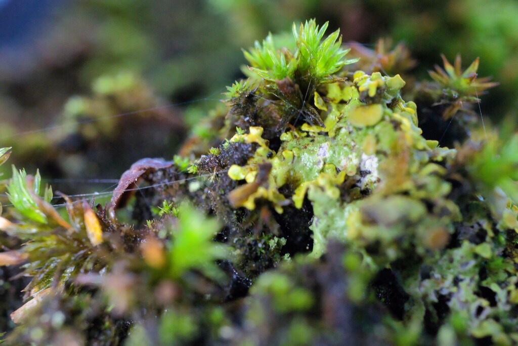 Moss and lichen by okvalle