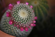26th Nov 2022 - Blooming Cactus