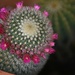 Blooming Cactus by kgolab