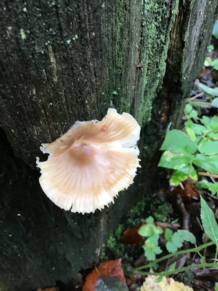 Fungi by jab