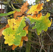 26th Nov 2022 - Fading Oak Leaves