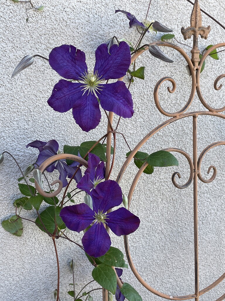  Clematis at home by dianefalconer